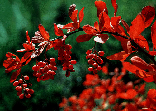 زرشک خوراکی